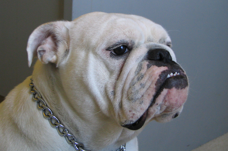 Perro de raza Bulldog